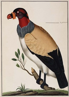 10172
<br/>
Les oiseaux de la Guyanne.
<br/>
<em></em>